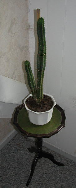 San Pedro kaktus